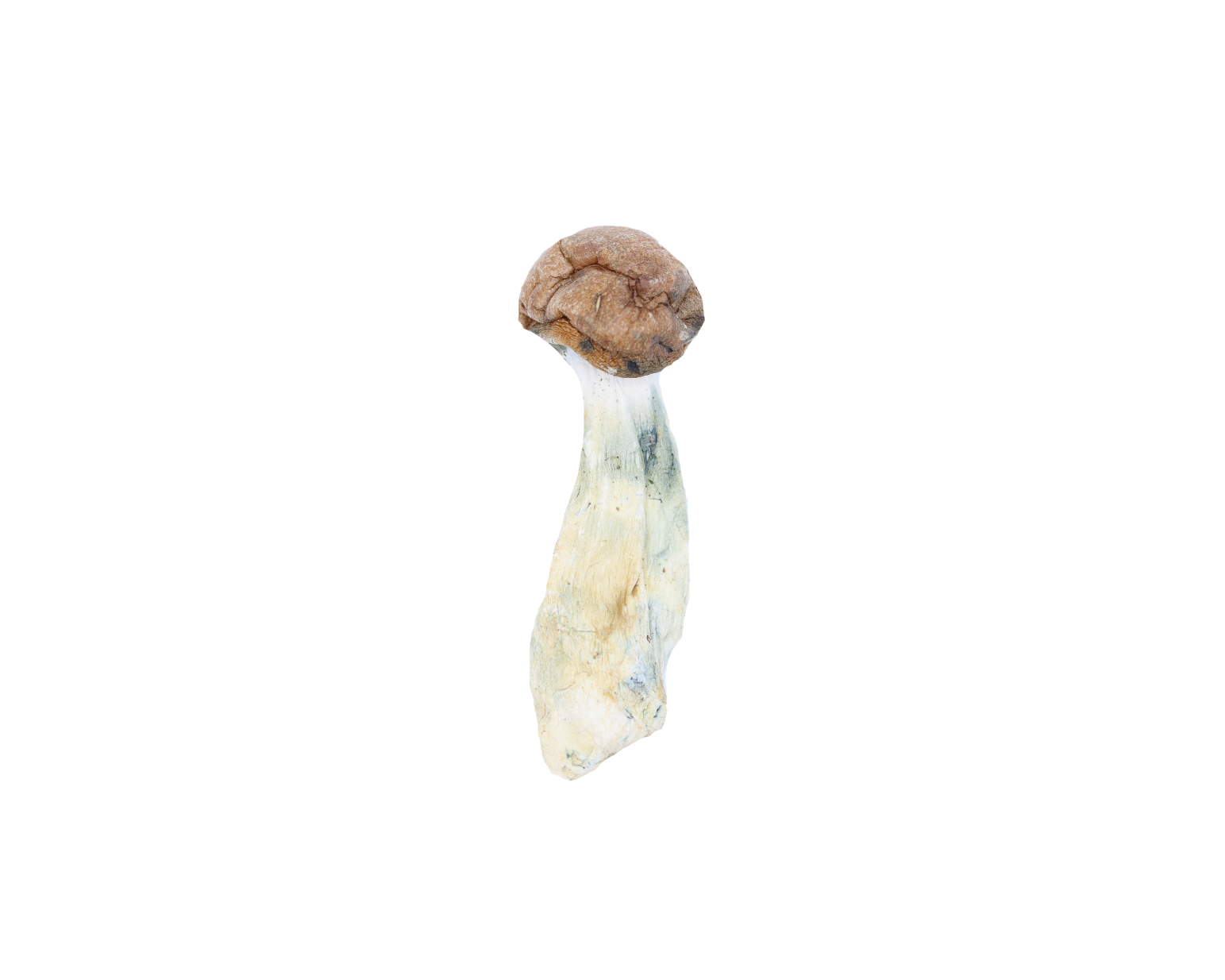 Makilla Gorilla