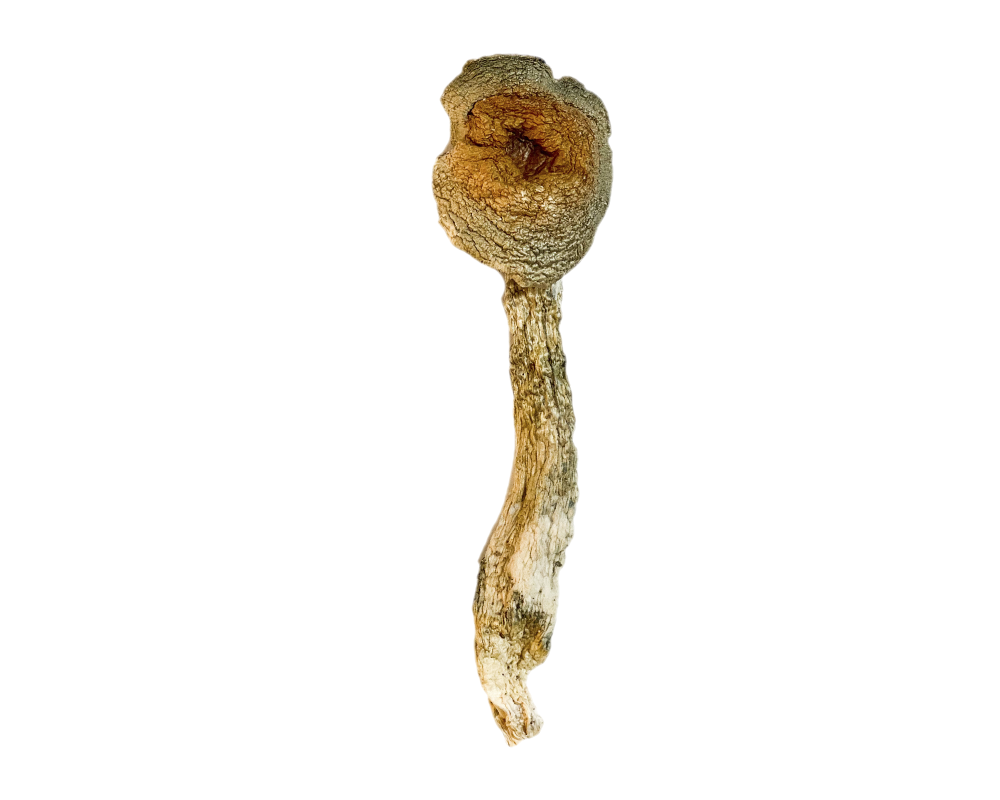 Bull-Run-Magic-Mushroom.png