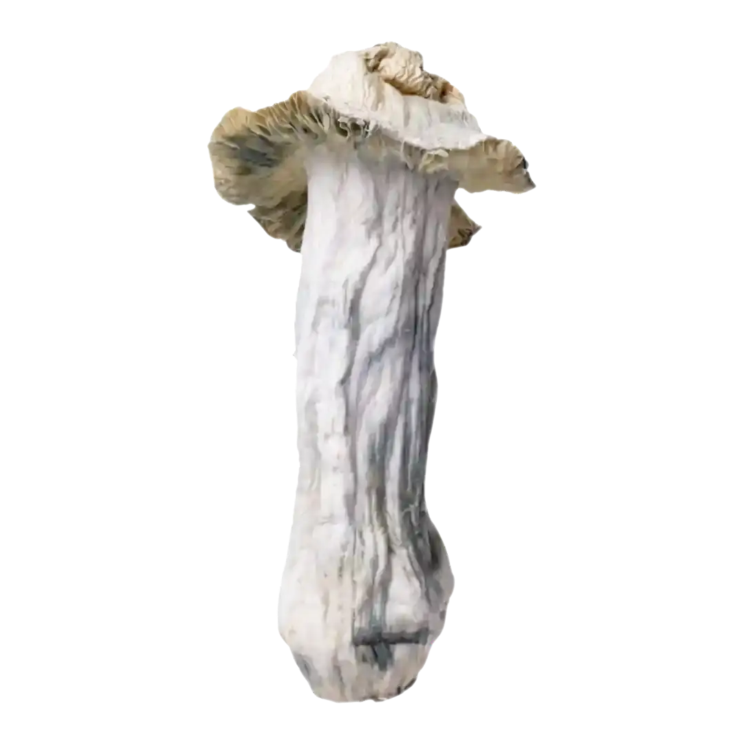 Shakti-Mushroom-cutout.png