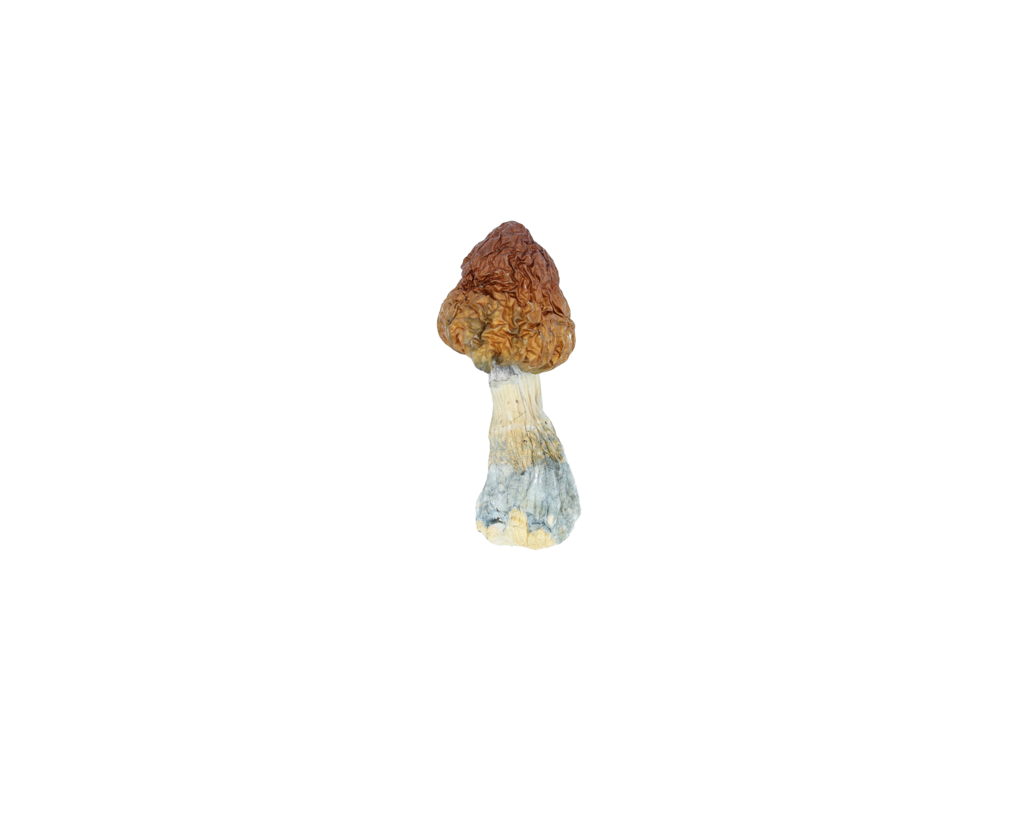 BluePulaski Shroom