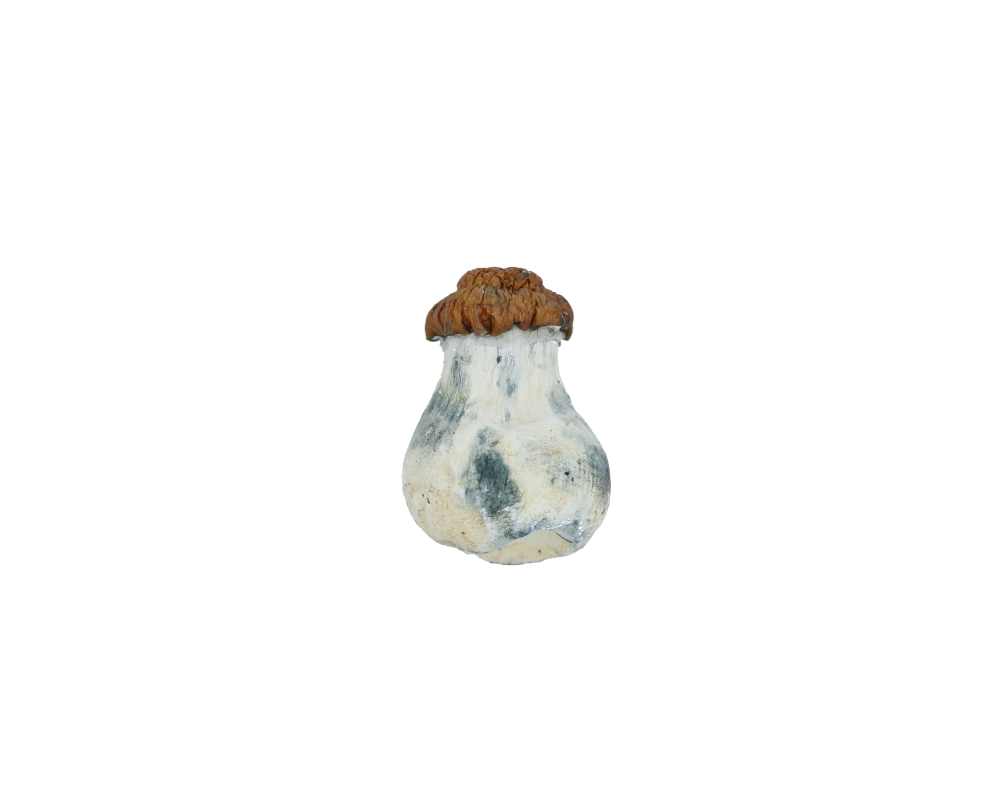 DidoEgg Shroom