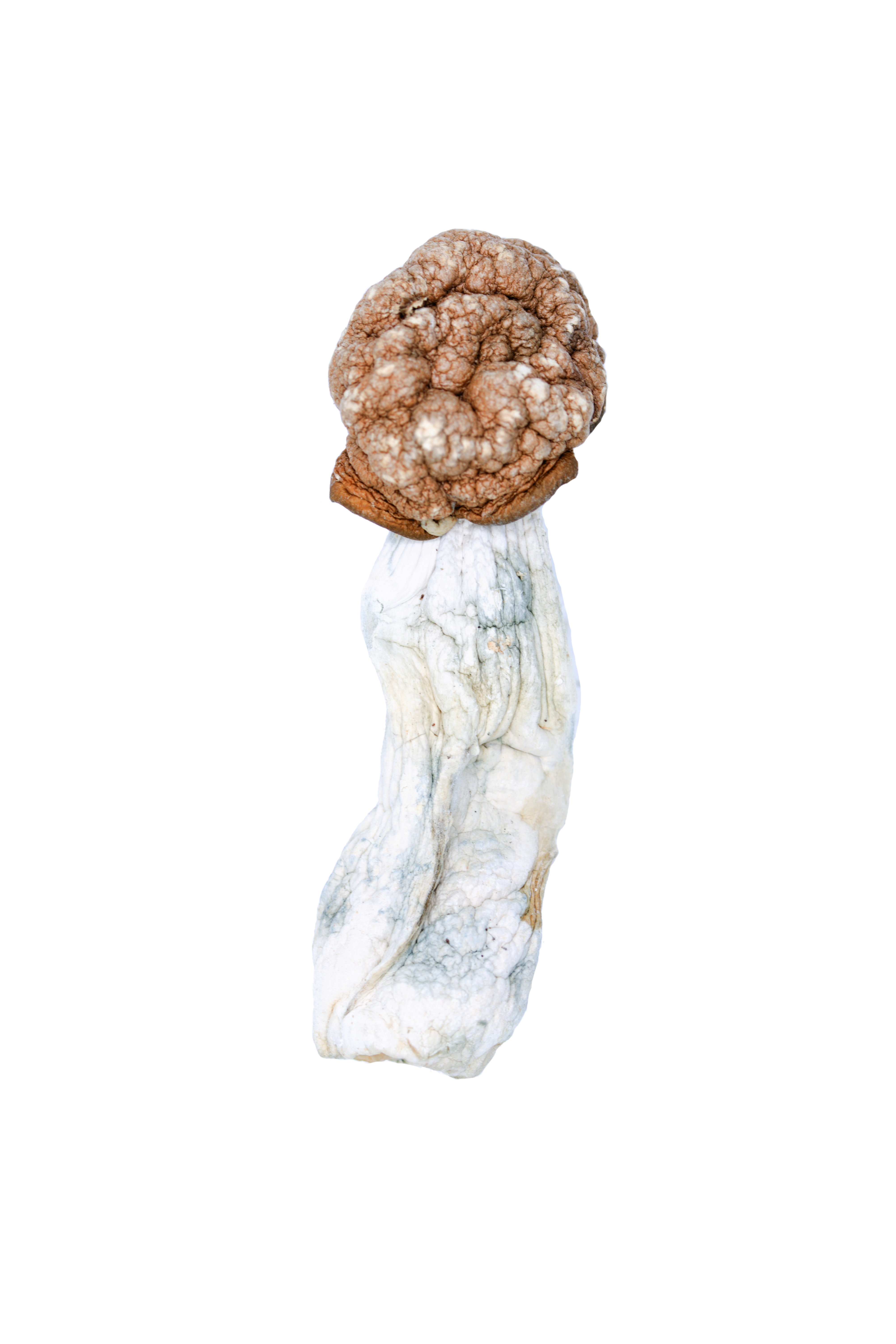 Melmac-cutout.png