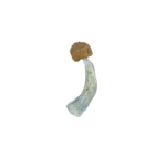 Penis Envy