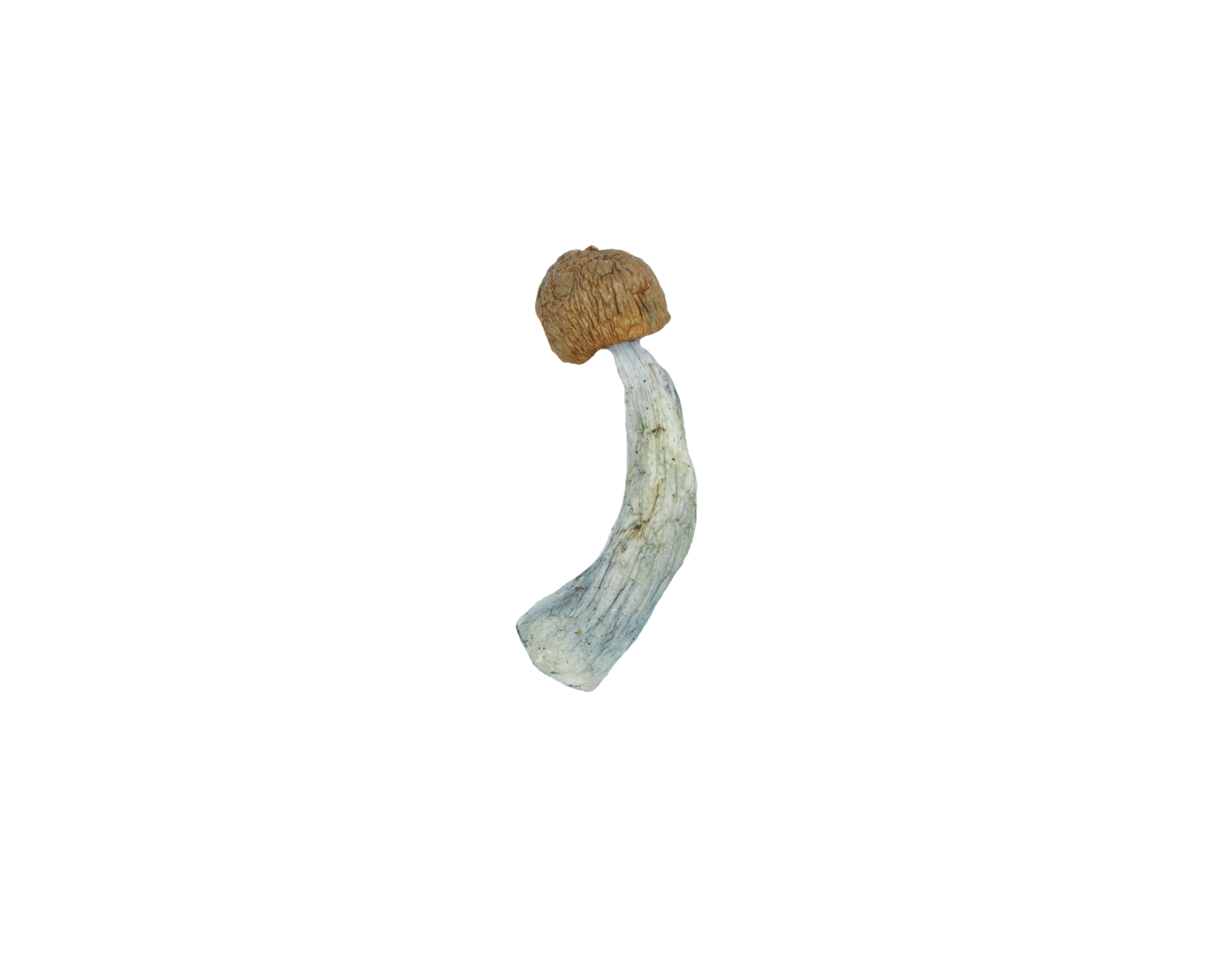 PenisEnvy Shroom