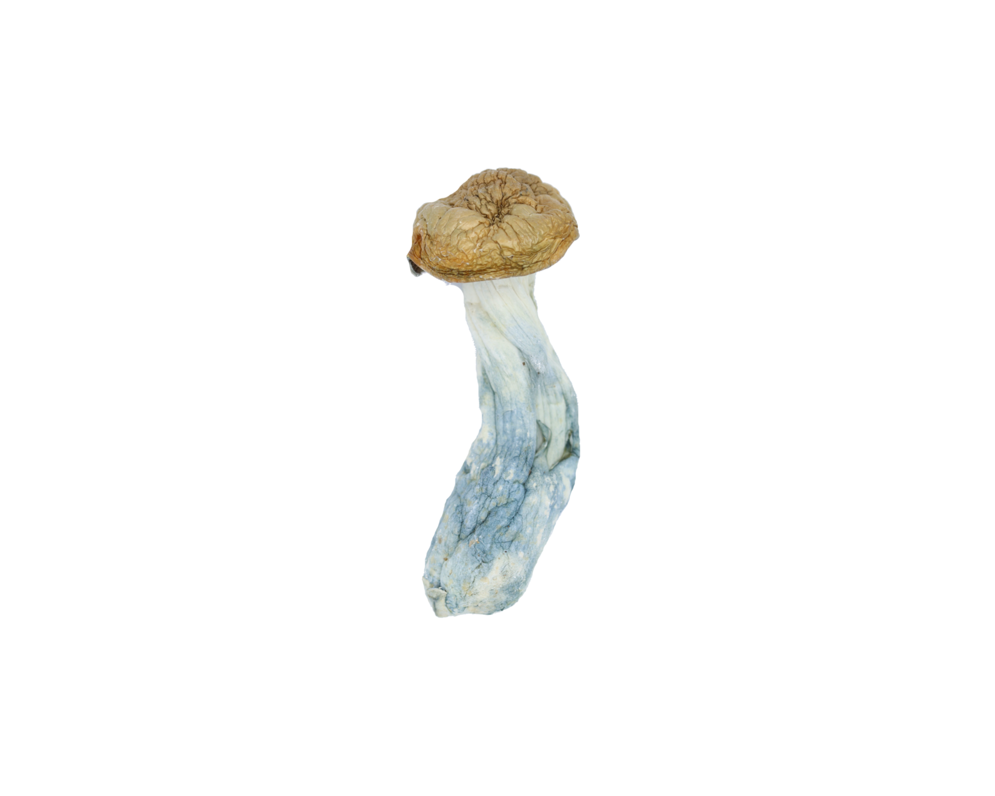 TidalWave Shroom