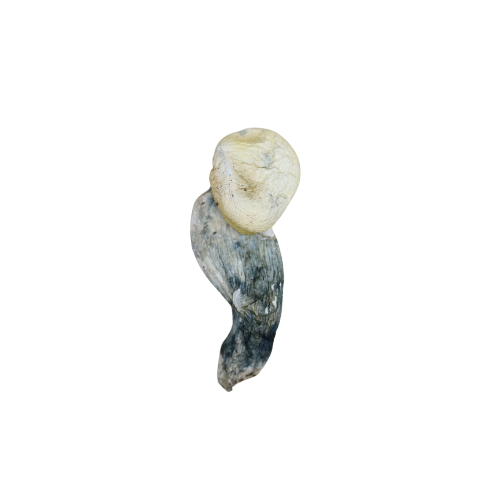 Andromeda