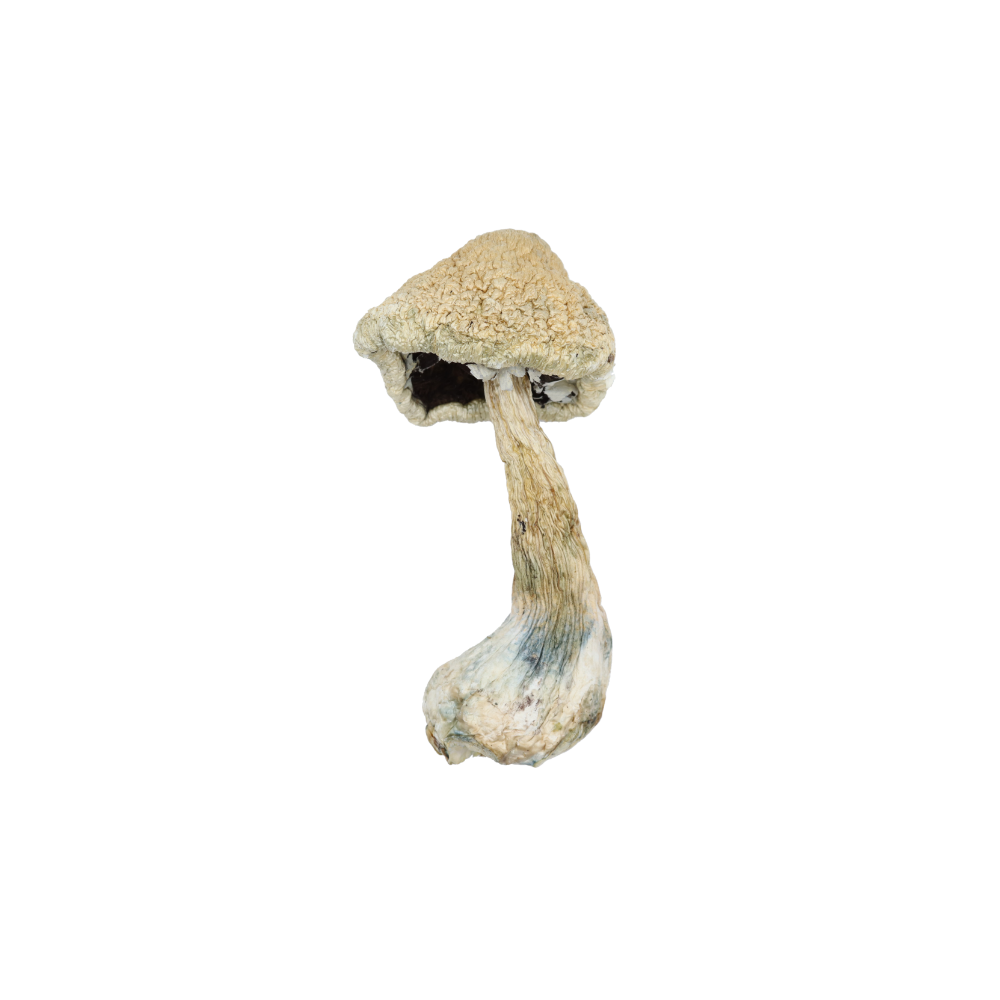 White Teacher